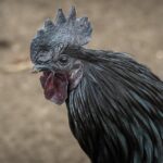 Mengapa Dadar Beredar Ciledug Menjadi Favorit di Ciledug