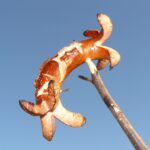 Petualangan Kuliner: Menyantap Dadar Beredar Ciledug di Ciledug.